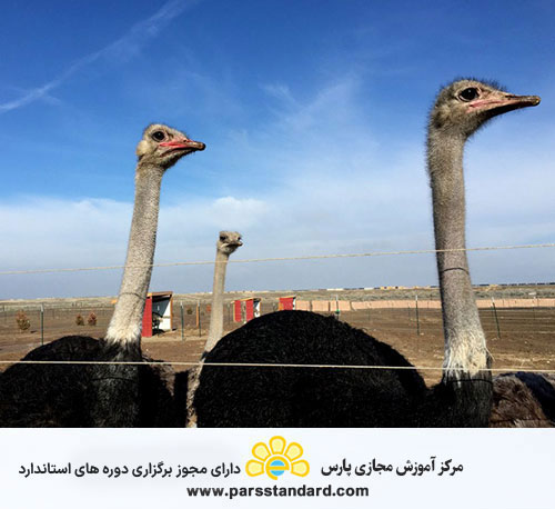 گوشت شتر مرغ – نگه داری در سردخانه – 16987